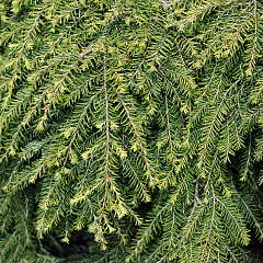 Тсуга канадская "Грин Лейс" (Green Lace)
