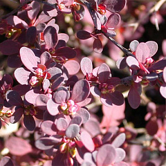 Барбарис Тунберга "Атропурпуреа Нана" (Atropurpurea Nana)