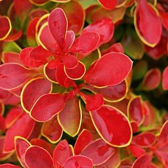 Барбарис Тунберга "Коралл" (Coral)