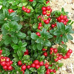 Брусника обыкновенная "Ред Перл" (Red Pearl)