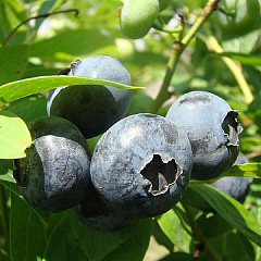 Голубика садовая "Блюголд" (Bluegold)