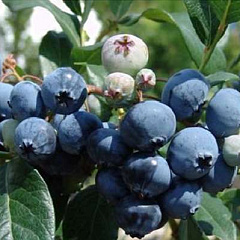Голубика садовая "Блюджей" (Bluejay)
