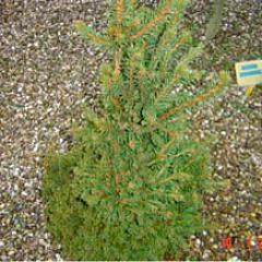 Ель обыкновенная "Хумилис" (Humilis)