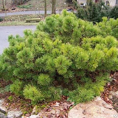 Сосна черная "Хорнибрукиана" (Hornibrookiana)