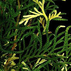 Туя западная "Смарагд Вариегата" (Smaragd Variegata)