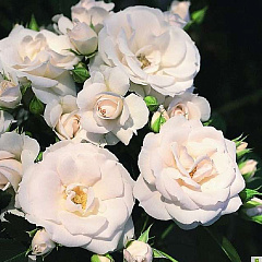 Роза флорибунда "Аспирин роуз" (Aspirin Rose)