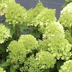 Гортензия метельчатая "Панателла" (Panatella)